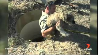 RSPCA rescue 12 puppies from a bunker in Western Australia [upl. by Neved775]