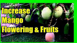 How To Increase Mango Production  Force Mango Tree To Flower [upl. by Phedra660]