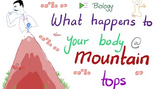 How your Body Changes at High Altitudes  OxygenDissociation Curve  Biology [upl. by Garlan52]