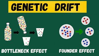 Genetic Drift Bottleneck vs Founder Effect Explained [upl. by Aurthur]