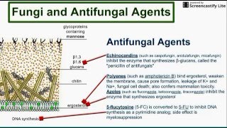 Fungi and Antifungal Agents [upl. by Mauve189]