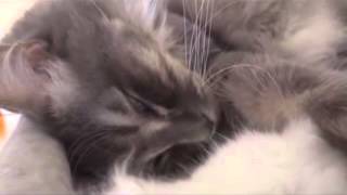 Un chat qui ronfle en dormant [upl. by Notled]