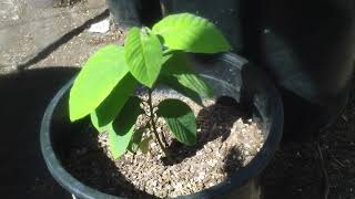 CHERIMOYA GROWN FROM SEEDOCT 2019 SO CAL GARDEN [upl. by Everett]