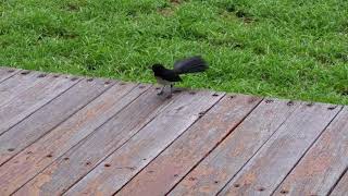 Willy wagtail angry How willy wagtail bird gets angry [upl. by Kier648]