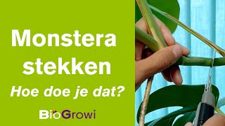 Biogroei  Hoe stek je je eigen monstera [upl. by Krusche]