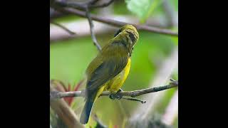 olivebacked sunbird male chengmelaka 131024 [upl. by Liuqa790]