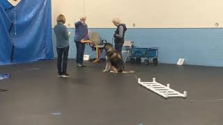 AKC Temperament test with HawkeyePart 1 [upl. by Jopa]