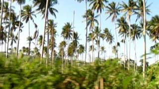 Palmtrees on the ride from Kingston to Port Antonio Jamaica 2010 [upl. by Luapsemaj]