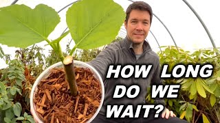 How Long Should You Wait for Your Fig Cuttings to Root [upl. by Letsyrk]