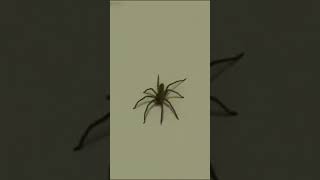 A huntsman spider [upl. by Liamsi]