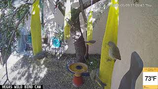 Vegas Wild Bird Cam Live Stream  05092024 [upl. by Rudelson187]