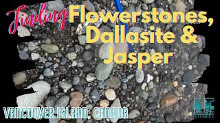 Rockhounding Vancouver Island  finding flowerstones dallasite and jasper [upl. by Liana799]