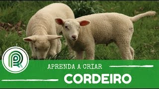 Saiba como iniciar uma criação de cordeiro [upl. by Ramirolg]