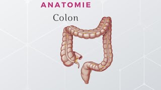 Anatomie du Colon [upl. by Gisser]