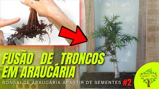 BONSAI DE ARAUCÁRIA A PARTIR DE SEMENTES 2  FUSÃO DE TRONCOS [upl. by Selway]