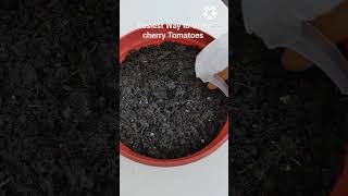 How to Grow cherry tomatoes indoors [upl. by Heinrik]