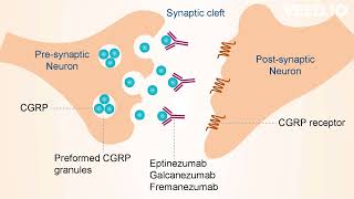 Fremanezumabs mechanism of action [upl. by Franny]