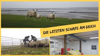 Die letzten Schafe am Deich  DEICHVLOG 30 [upl. by Boak827]