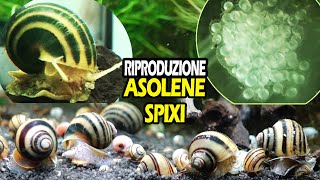 La RIPRODUZIONE dellASOLENE SPIXI Ampullaria zebra [upl. by Krebs565]