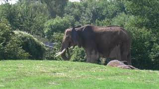 Howletts Wild Animal Park Kent England [upl. by Gannon]