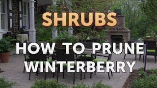 How to Prune Winterberry [upl. by Min]