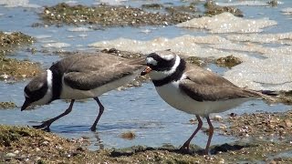 Chorlitejo grande Charadrius hiaticula Common Ringed Plover [upl. by Yasnil]