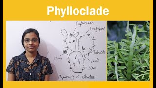 Phylloclade  Examples of Phylloclade [upl. by Aggie207]