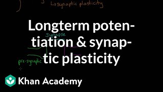 Long term potentiation and synaptic plasticity  Processing the Environment  MCAT  Khan Academy [upl. by Helfand]