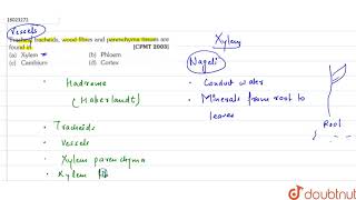 Trachea  tracheids  wood fibres and parenchyma tissues are found in [upl. by Eiroc844]