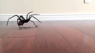 SPIDER JUMP SCARE [upl. by Anehta]