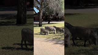 Waterberg Camp NWR [upl. by Harrak]