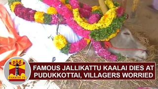 Famous Jallikattu Kaalai dies at Pudukottai Villagers worried  Thanthi TV [upl. by Enaht]