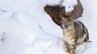 Tracking Snow Leopard In Spiti Valley kibber [upl. by Battista]