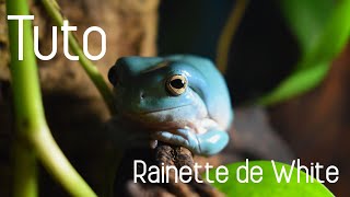 TUTO RAINETTE DE WHITE  Réussir lélevage dune Litoria [upl. by Selwyn]