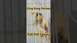 King kong Persian Canary  Full frill yorkshire canary فلفرلكناري مست‐كناريارانيكناري arabic [upl. by Toogood227]