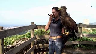 Ce fauconnier entraîne des aigles nés en captivité à retrouver la nature [upl. by Naletak465]