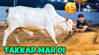 ITNY KHATRNAAK JANWAR NE TAKKAR MAR DI😭🤕 QURBANI VLOG  BAKRA EID 2023 [upl. by Ellehcam]