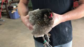 How to Dust Chickens with Poultry Dust to Treat Lice amp Mites [upl. by Brie]