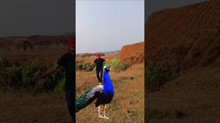 Catching Peacock 🦚 mor video shortsviral [upl. by Nerti499]