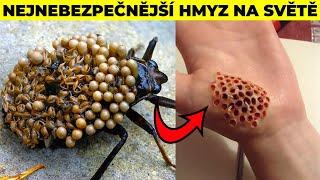 5 Nejnebezpečnějších Druhů Hmyzu Na Světě [upl. by Nwatna892]