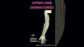 Upper limb dermatomes [upl. by Alyat]