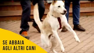 Abbaia agitato agli altri cani Come aiutarlo  Angelo Vaira [upl. by Llenrev953]