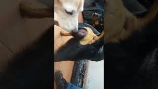 ζ Rottweiler in Heat  Beagle Courting [upl. by Barthol]