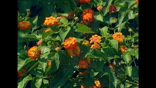 Heat Loving Plants Crape Myrtle amp Lantana [upl. by Capwell303]