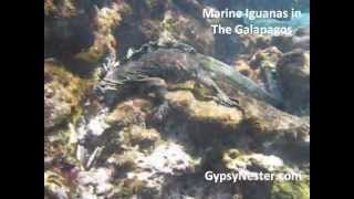 Marine Iguanas Underwater [upl. by Anica]