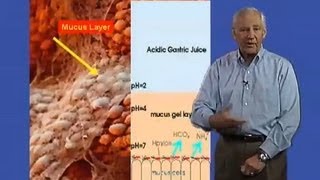 Stanley Falkow Stanford University Part 2 Helicobacter pylori and Gastric Cancer [upl. by Myrtia]