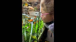 злотаярыбка аквариум желание секретик goldfish aquarium wish secret funnysonya fish short [upl. by Micaela730]