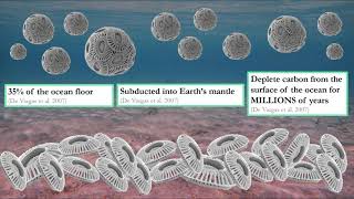 Coccolithophores Function and Future [upl. by Otnicaj]