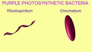 PHOTOAUTOTROPHS amp PHOTOHETEROTROPHS [upl. by Anrev]