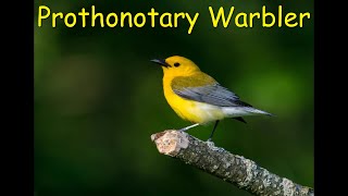 Prothonotary Warbler [upl. by Notneuq]